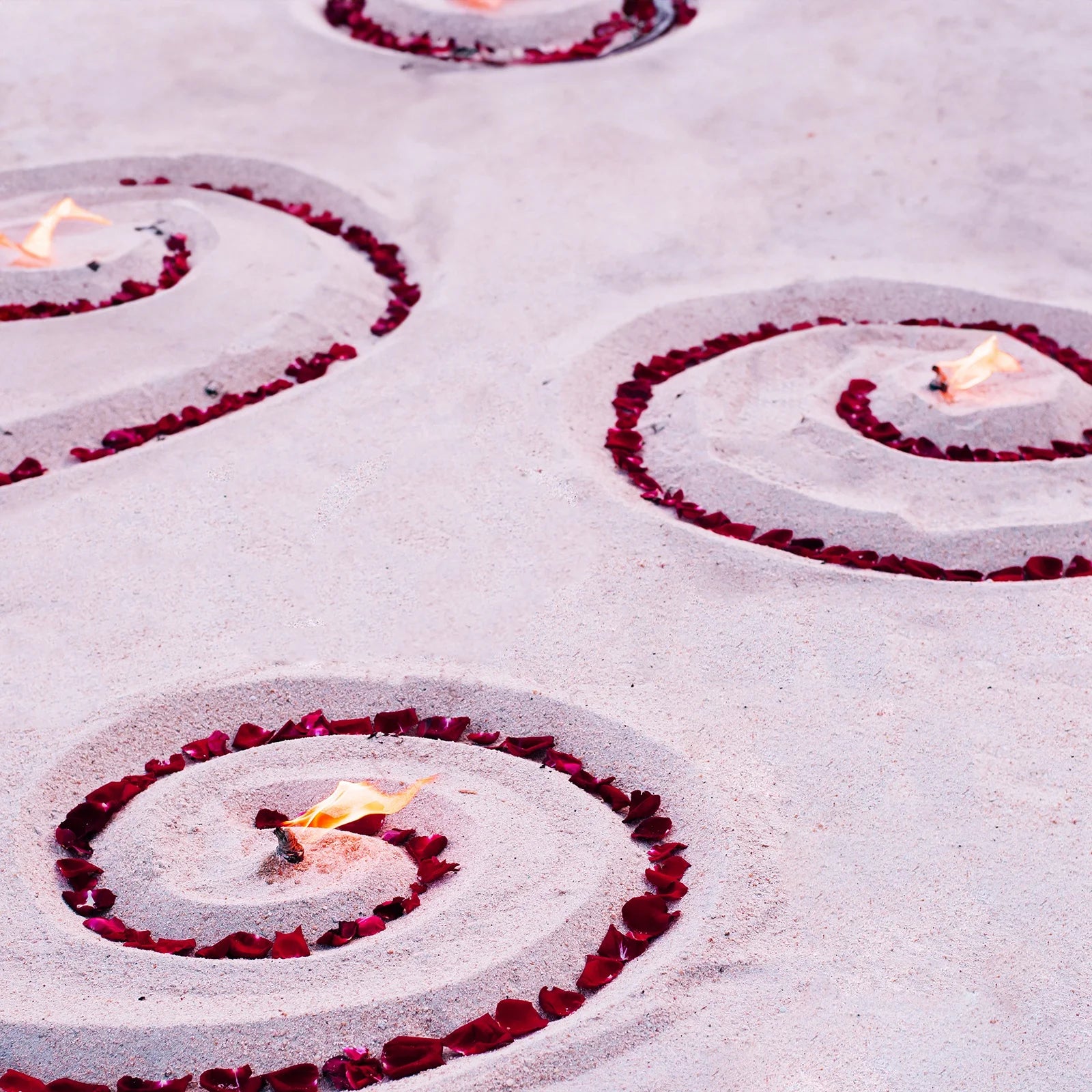 Romantic Dried Natural Rose Petals